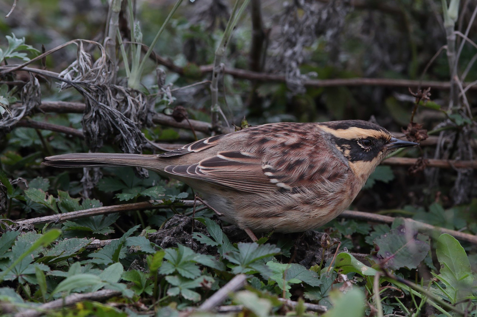 image Siberian Accentor